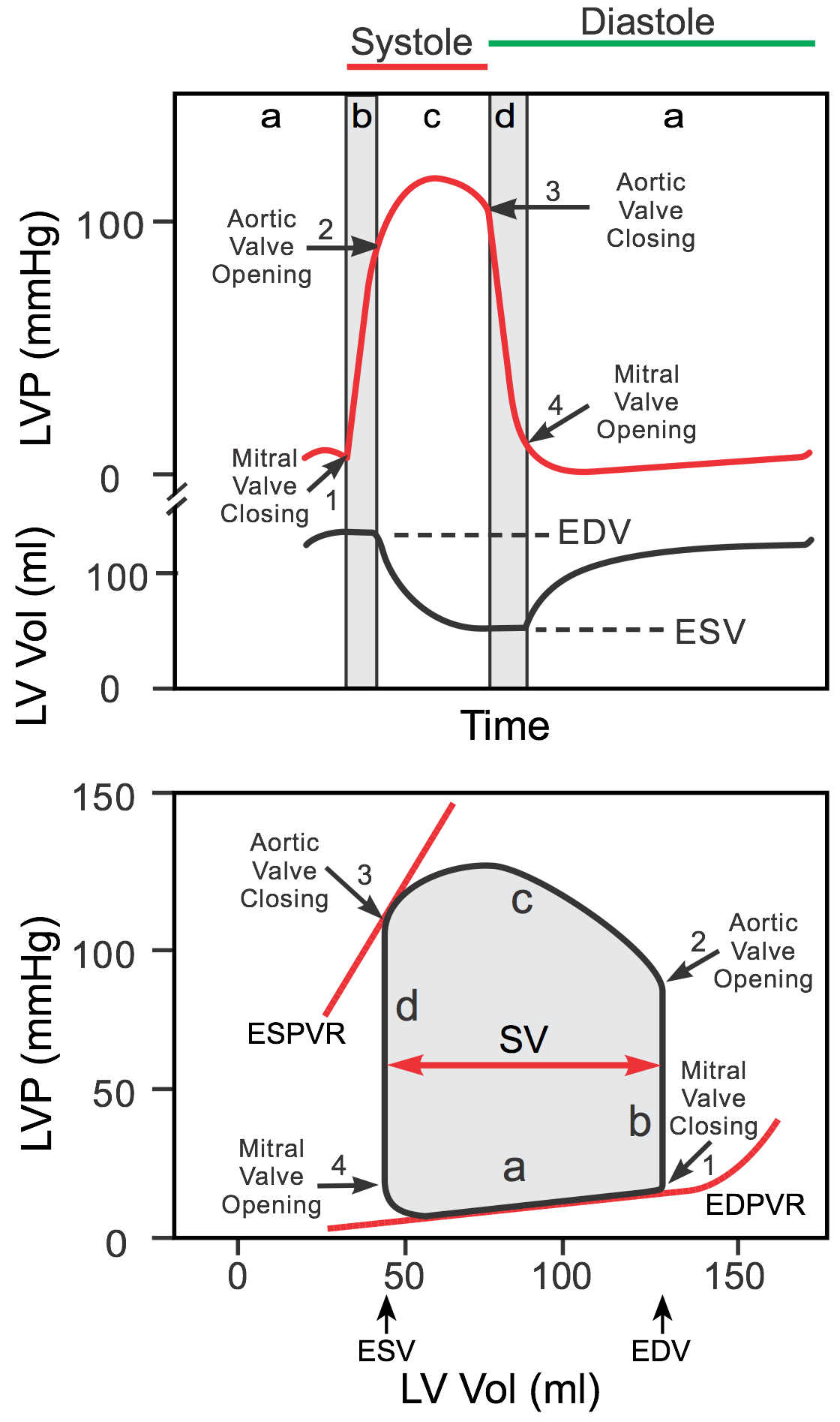 ventricular pressure-volume loops